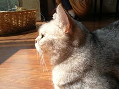 -猫友咖啡店(玉林西路店)
