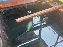 -蓝湾碧波·老字号·疍家非遗海上餐厅