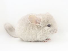 -龙猫仔乐园(惠福东路店)