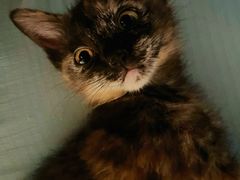 -宠颐生汉谟拉比宠物医院