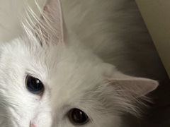 -瑞派·关忠动物医院·猫专科·犬专科(三环新城店)