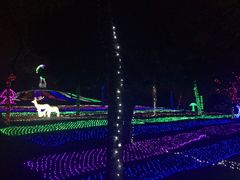 -松山湖梦幻百花洲