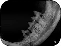 -东莞宠友24H宠物中心医院·转诊夜诊·异宠(新河北路院)