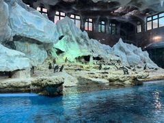 -帝企鹅自助餐厅•儿童岛•真企鹅(长隆企鹅酒店)