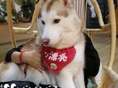 -Husky Go! 哈士奇体验馆·宠物咖啡厅狗咖