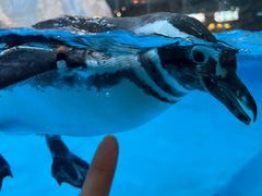 -帝企鹅自助餐厅•儿童岛•真企鹅(长隆企鹅酒店)