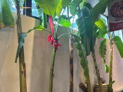 -单家老院·院子里的青岛菜(沙子口店)