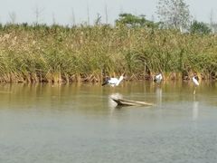 -盐城丹顶鹤湿地生态旅游区