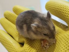 -怪兽屋·羊驼·猫咖·狗咖(俊华广场店)