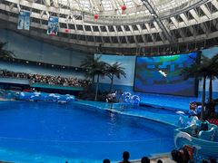 -海合安成都极地海洋公园