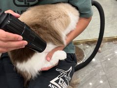 -钦宠·猫咪售卖·洗护·寄养(东圃旗舰店)