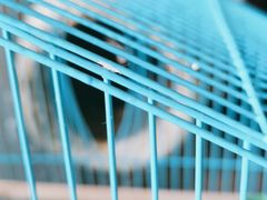 -青石桥花鸟鱼虫市场(叠翠城店)