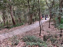 -上海佘山国家森林公园天马山园