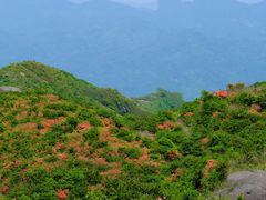 -大围山国家森林公园