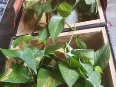 -大理岛·精品云南菜·音乐餐厅