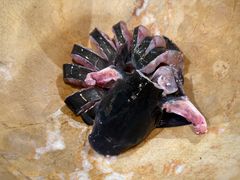 -云中鱼蒸汽石锅鱼(川沙百联店)