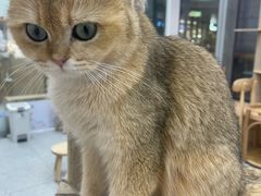 -有喵·猫咖·狗咖·40+猫狗有小奶狗(岗厦店)