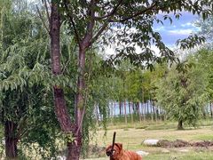 -洱海月湿地公园