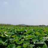 之前的存货，华为p10手机拍照片的效果真不错啊