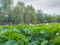 -莲湖公园