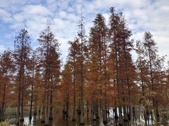 -白鹭湾湿地公园