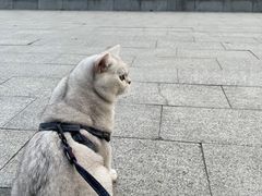 -南翔镇银翔湖公园