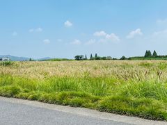 -良渚古城遗址公园