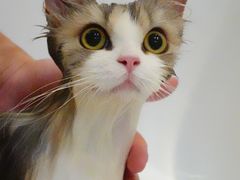 -momokira米努特·德文卷毛猫·棉花面纱犬