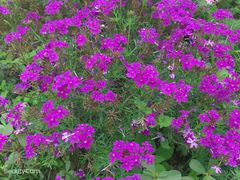 -紫颐香薰山谷景区