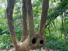 -上海佘山国家森林公园天马山园