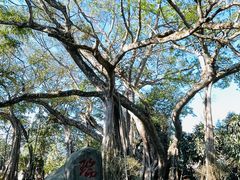 -瑞丽独树成林风景区