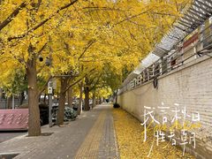 -三里屯东五街银杏大道