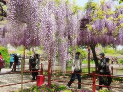 -嘉定紫藤园