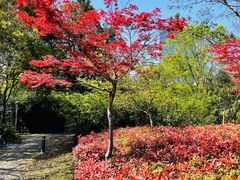 -新虹桥中心花园