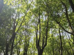 -昆山城市生态森林公园