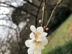 -香雪海
