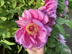 -莲花池公园