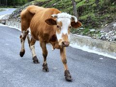 -硗碛藏寨·神木垒景区