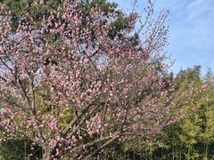 -石家庄市植物园