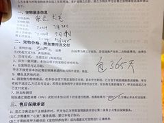 -欣宠猫屋·矮脚拿破仑·蓝金金渐层