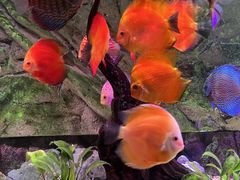 -上海海洋水族馆