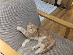 -滚猫咖啡·猫咖·猫友好撸猫(未来城店)