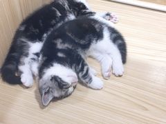 -屋虎猫馆(宝安大仟里店)