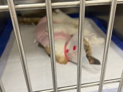-中农国际动物医院24小时·猫科·骨科·急重症中心