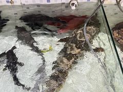 -沙田台山海鲜·酣客酒窖