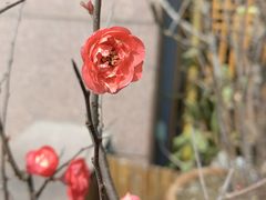 -青藤茶馆(凤起路店)
