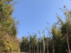 -天鹿湖森林公园