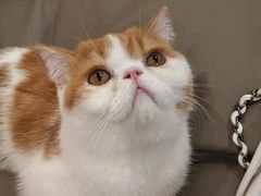 -飞行喵MR PILOT|猫舍·猫咖(静安大融城店)