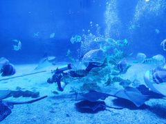 -烟台海昌鲸鲨海洋公园