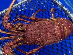 蒜蓉蒸澳龙-拉威海鲜市场